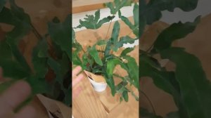 Папоротник комнатный Флебодиум Блю Стар