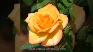 Роза грандифлора (Grandiflora)