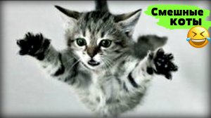 Приколы с котами! Смешные видео про кошек и котов! Приколы про котов! Выпуск №20