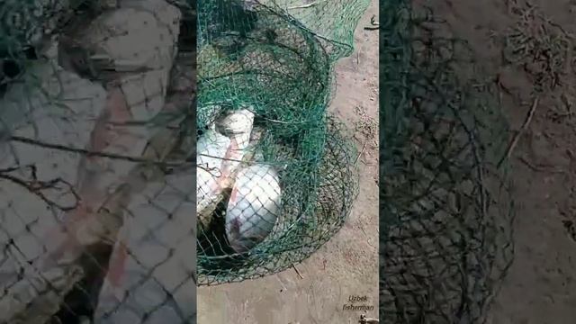 БЕЩЕННЫЙ КЛЁВ ТОЛСТОЛОБА 21.05.2023 Рыбалка на СЫРДАРЬЕ #баликови 05.2023  #рыбалкавузбекистане