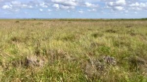 COT Virtual Field Session Flo Hannah & Follets Island Prairies