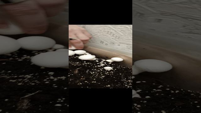 шампиньоны в квартире