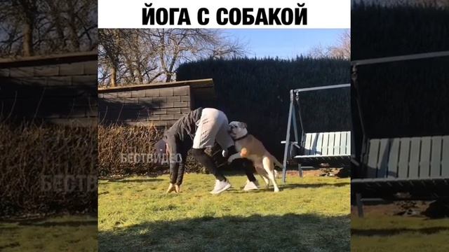 Йога с СОБАКОЙ ?? смотреть онлайн