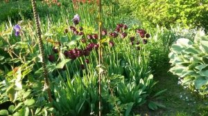 Попугайные и бахромчатые тюльпаны, черные тюльпаны.