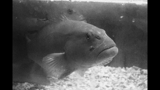 Canon PowerShot G9 X Mark II: for street and snap photography смотреть онлайн