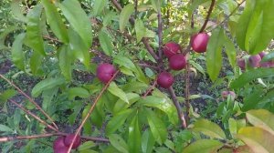 Нектарин сорт средний Медведовский 1, краснолистный