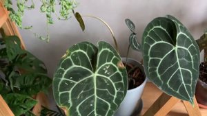 Пересаженные растения месяц спустя. Антуриум Кларинервиум, бегония макулата.