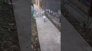 Брама Колумбийская Дарьин двор