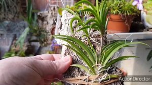 Tolumnia scadens-Уход за Очень Лёгкой Орхидеей ?