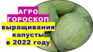 Агрогороскоп выращивания капусты в 2022 году