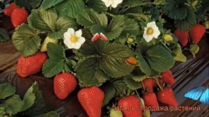 Земляника садовая Маэстро (fragaria ananassa) ? Маэстро обзор: как сажать, рассада земляники Маэстр