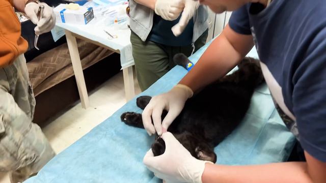 Коготь оставляем! К НАМ ПРИЕХАЛИ ВЕДУЩИЕ ВЕТЕРИНАРНЫЕ СПЕЦИАЛИСТЫ СТРАНЫ - Госпиталь Дикой Природы! смотреть онлайн