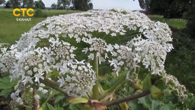 Борьба с борщевиком в области смотреть онлайн