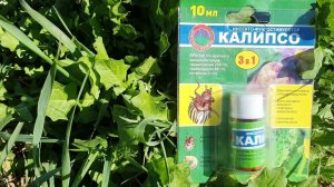 Аленка Мохнатая - красивое имя и прожорливое насекомое!
