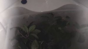 Почему не цветет хойя