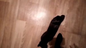 Домашний влог, варю суп кошка, шкодничает