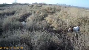 Эпаньол бретон Джони-работа по куропаткам и фазанам