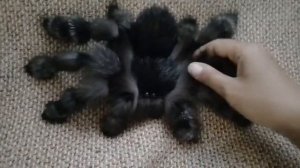 Пауки из натурального меха. Живой паук.