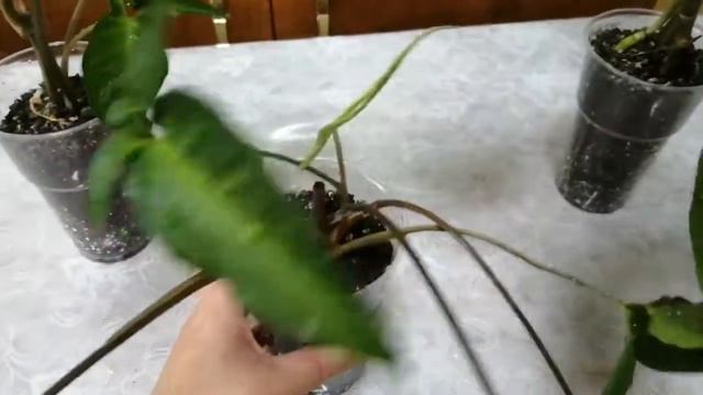 Сингониумы смотреть онлайн