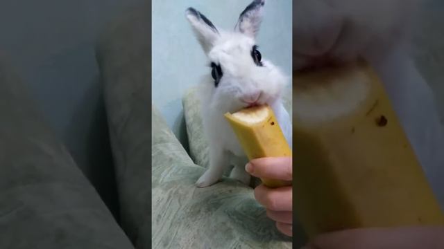 Декоративный кролик ест бананы как обезьяна!!! смотреть онлайн