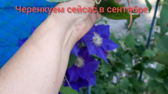 Клематисы черенкую, клематисы в саду.