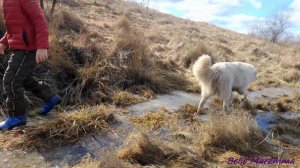 Маремма абруцкая овчарка прогулка у ручья.Maremma Abruzzi Sheepdog walk by the stream