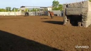 Молодая кобыла и жеребец Малыш.