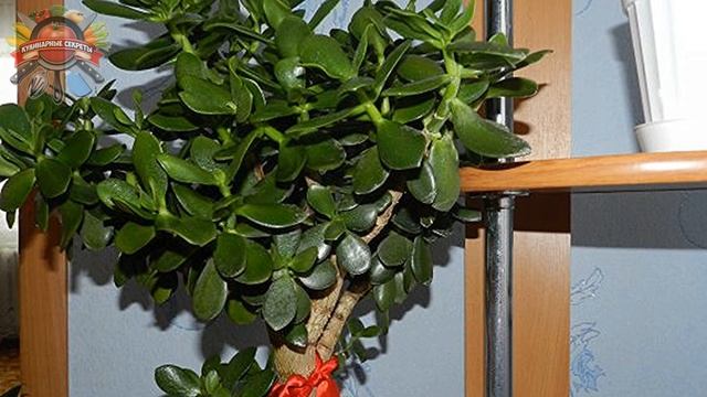 Где поставить толстянку, привлечь в дом богатство, и для правильного развития комнатного растения! смотреть онлайн