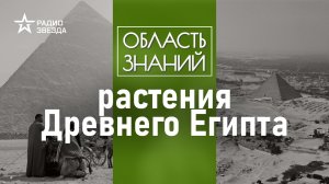 Зачем египтяне клали ячмень в гробницы? Лекция археоботаника Алексея Сергеева