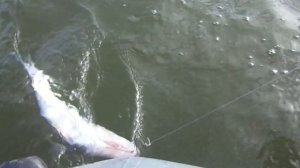 Щуки рвут  поводки. Рыбалка на живца. Западная Сибирь р. Обь.