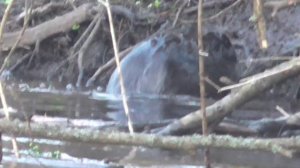 Из жизни бобров