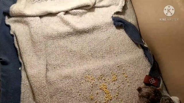 Как выглядят птенцы фазанов. Мой первый результативный опыт в инкубации яиц фазана. смотреть онлайн