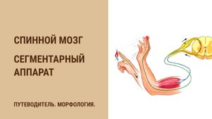 Спинной мозг. Сегментарный аппарат