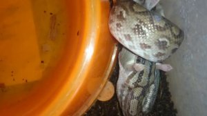 Удав кушает