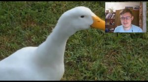 Тест на психику - Duck Tales (Animal Cover)