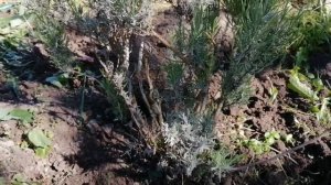 Кустик лаванды начал гибнуть от вымокания. Срочный план по спасению лаванды!