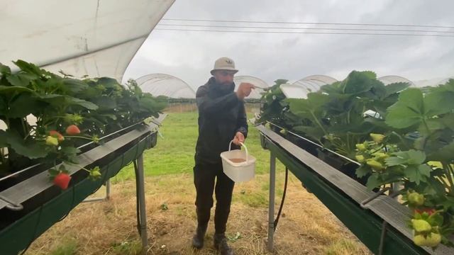 Какая работа в Англии на ферме Hugh Lowe farm #работаванглии #сборурожая #работа #работавнорвегии