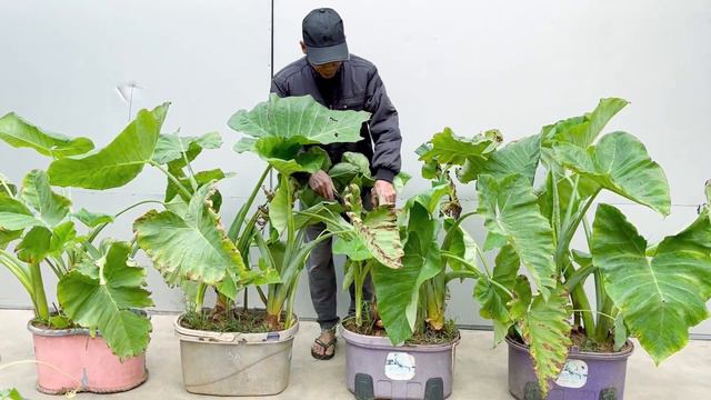 Have You Eaten This Wonderfully Delicious Tuber - Grow Very Easy And High Yield смотреть онлайн