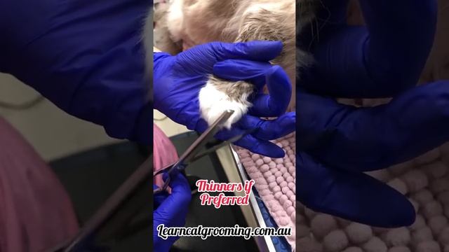 Clipping and trimming the cats paws safely and efficiently