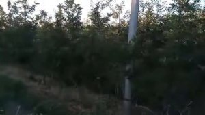 Простой рецепт от профессионалов как выращивают яблоки. Часть 1