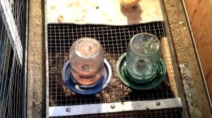 Уход за суточными цыплятами.