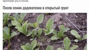 Додекатеон. Выращивание додекатеона из семян. Посадка и уход. Фото разновидностей с описанием.
