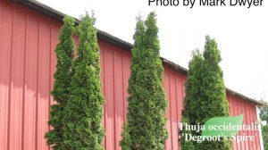 Thuja occidentalis 'Degroot's Spire' | Columnar Evergreen Conifer | MrMaple Clips