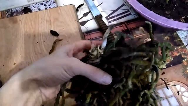 Размножение Орхидеи делением корневища. Часть 4