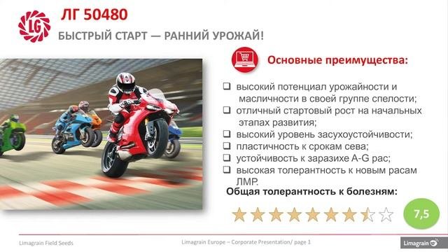 Обзор гибрида ЛГ 50480 / Гибрид подсолнечника