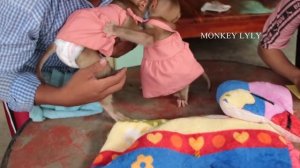 Baby Monkey Sleeps For Injection | Cutest Lyly Meet Vet For First Time