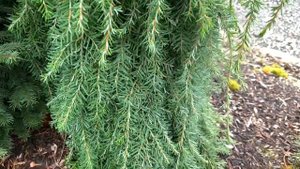 Tsuga heterophylla ' Thorsen's Weeping ' Dwarf Western Hemlock  April 2, 2020