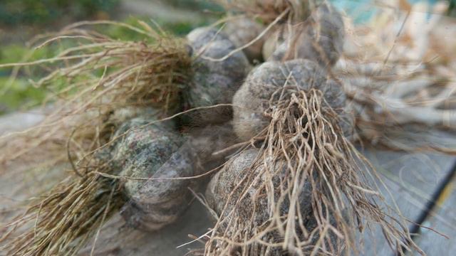 Harvesting Garlic, July 2019, E 56 смотреть онлайн