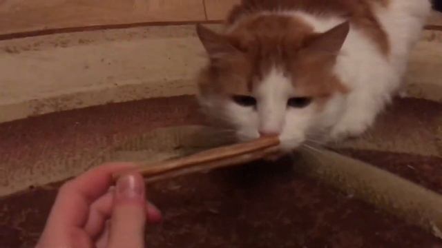 Обзор на лакомство от TitBit смотреть онлайн