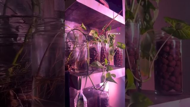 3.. 2.. 1.. BOOM! See what happens | Water and LECA cuttings under Grow lights